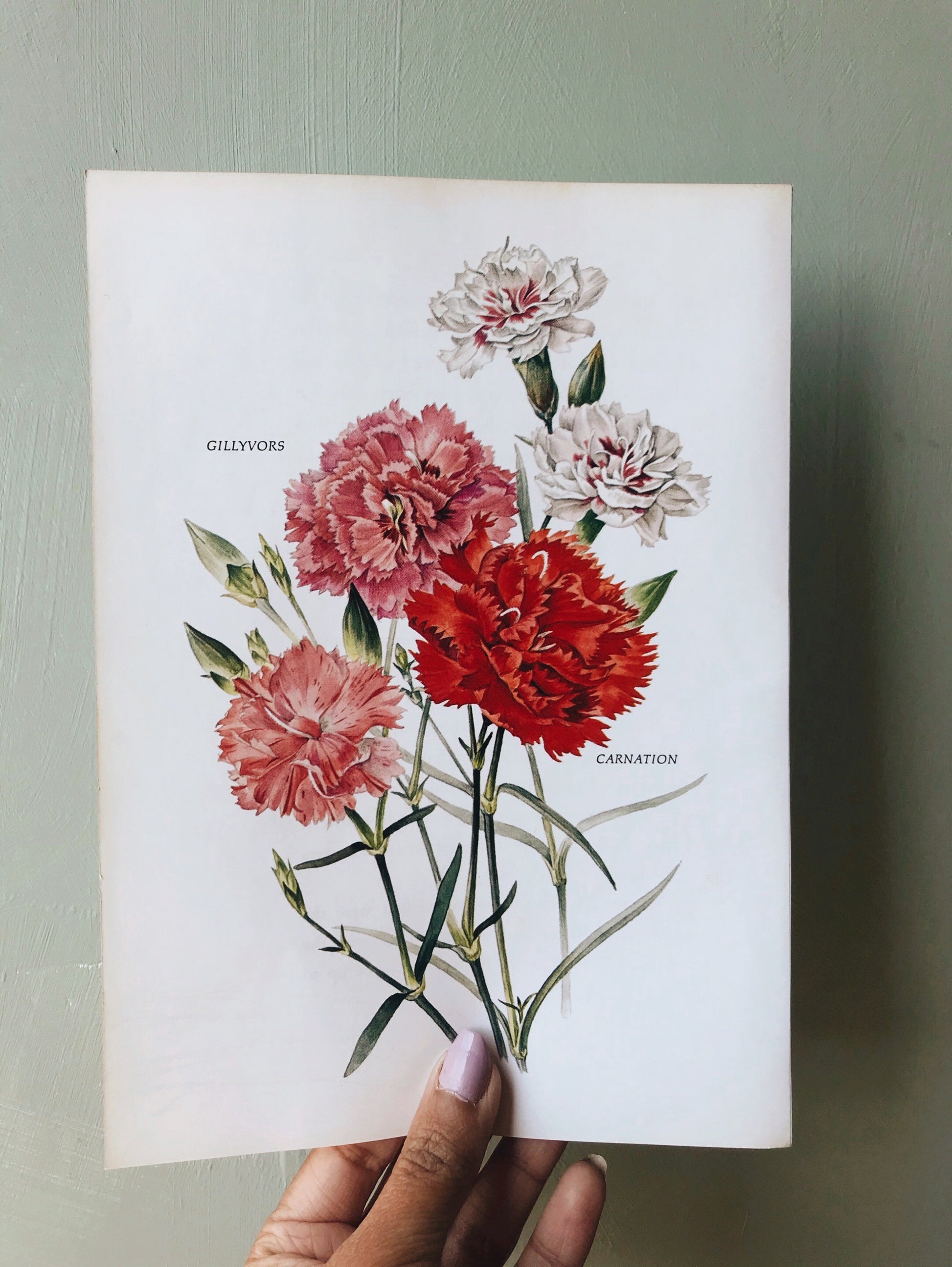 1960’s Carnation and Gilly Flower Vintage Bookplate - Stone & Sage 