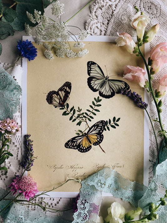 Vintage Style Butterfly Print
