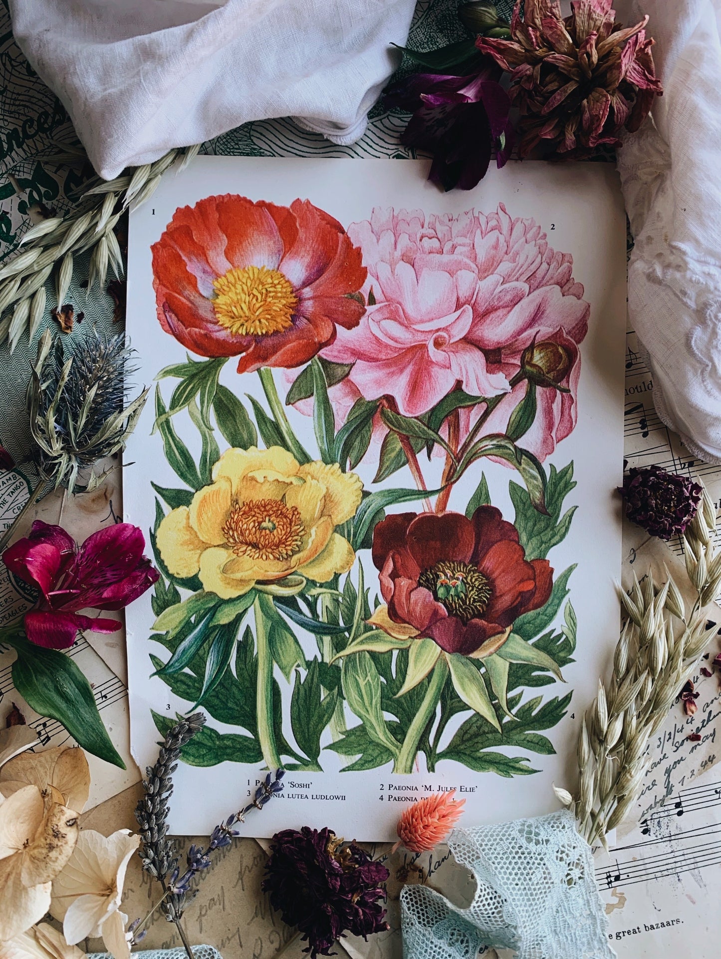 Vintage 1970’s Peony Floral Bookplate