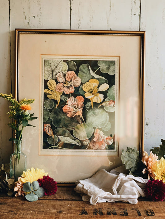 Vintage Botanica Print Framed ~ nasturtium by G.E Crook (UK SHIPPING ONLY)
