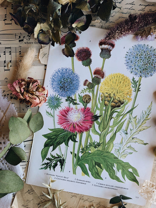Vintage 1960’s Floral Bookplate ~Veitch’s Blue