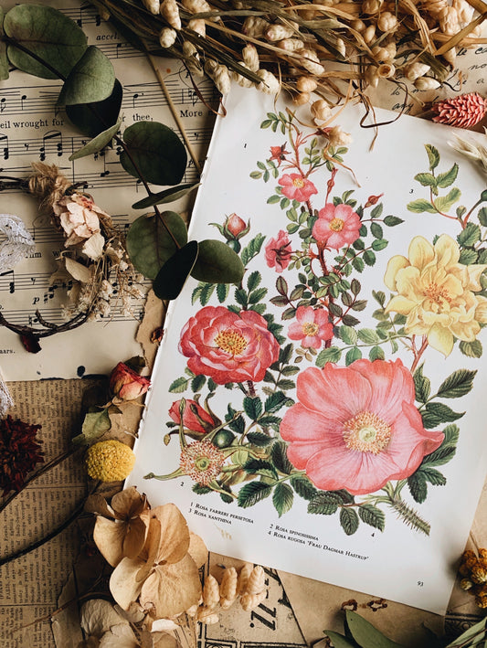 Vintage 1960’s Floral Bookplate ~ Rosa