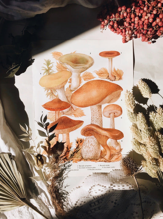 Vintage 1960’s Fungi Bookplate No 1