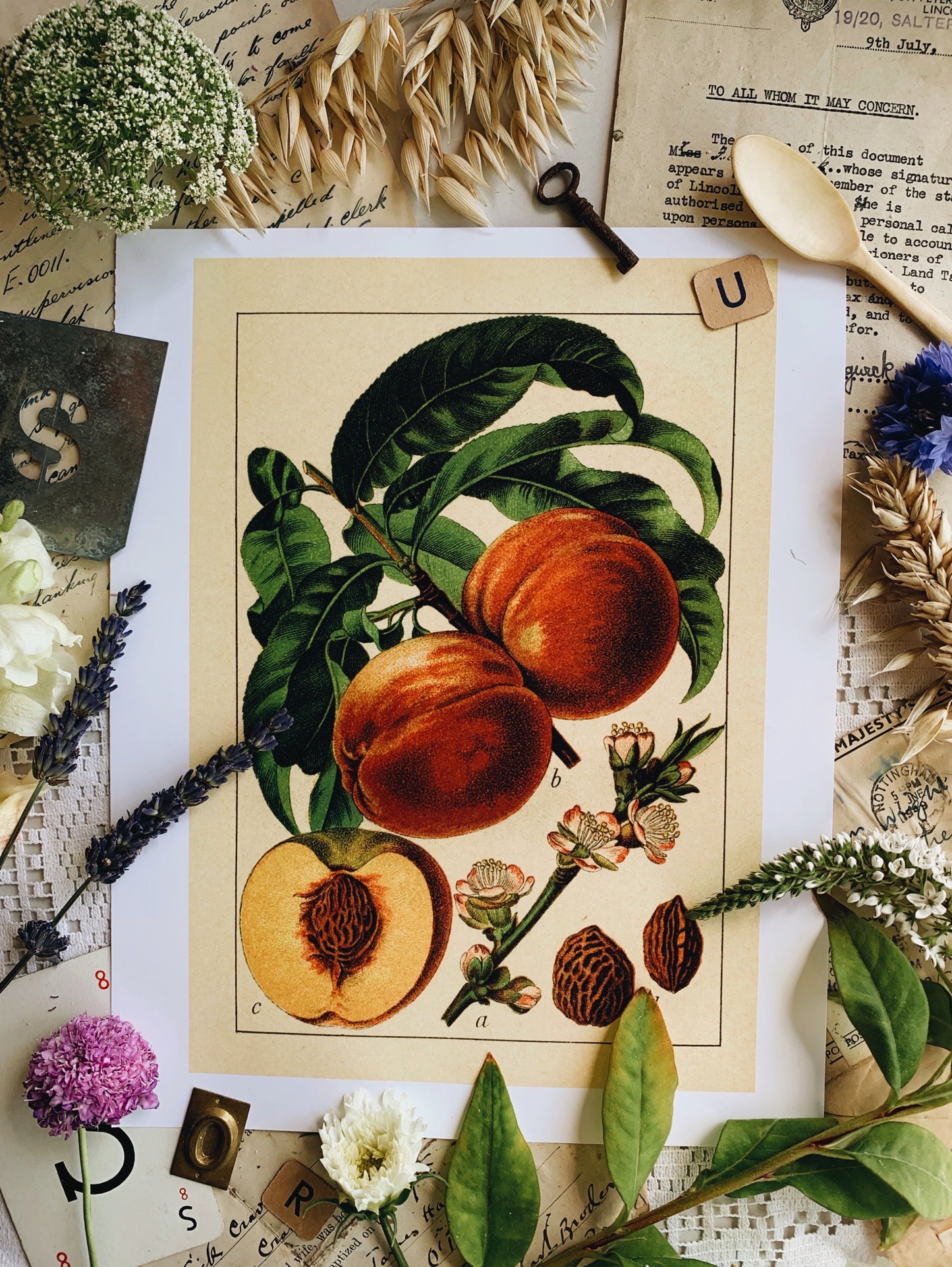 Vintage Style Botanic Fruit Print