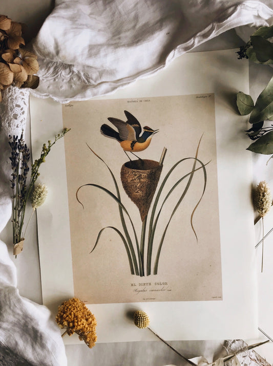 Antique Birds Duo illustrative Bookplates