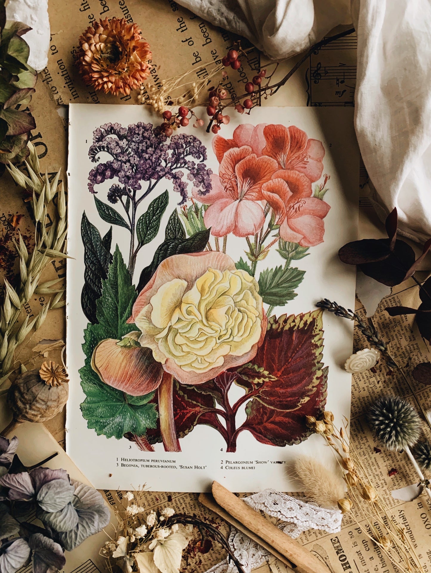 Vintage 1960’s Floral Garden Bookplate ~ Coleus