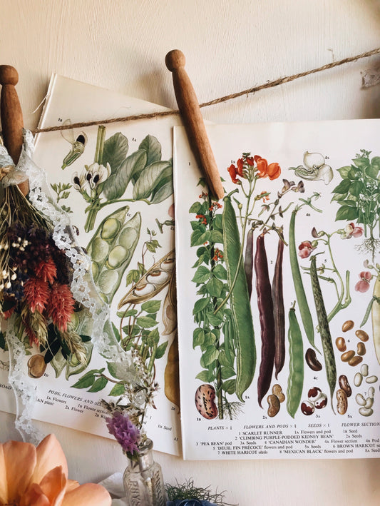 Two Vintage Garden Peas Bookplate with Flowers