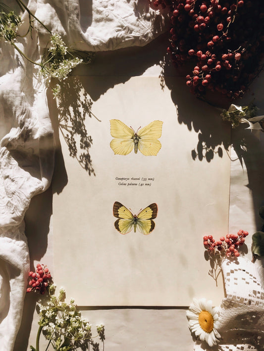 Antique Large Illustration The Clouded Yellow Butterfly Bookplate