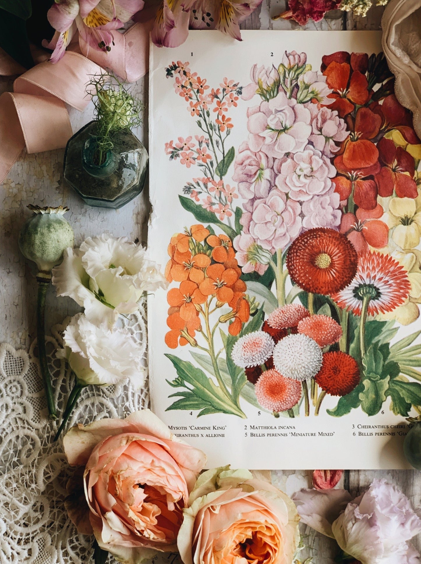 Vintage 1960’s Garden Flower Bookplate ~ matthiola