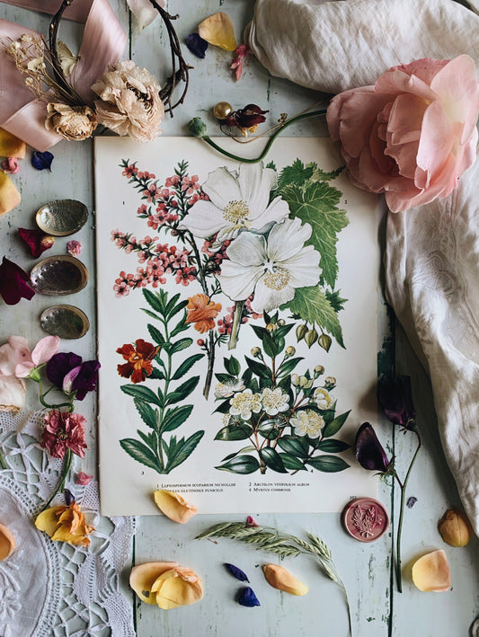 Vintage 1960’s Myrtus Floral Bookplate
