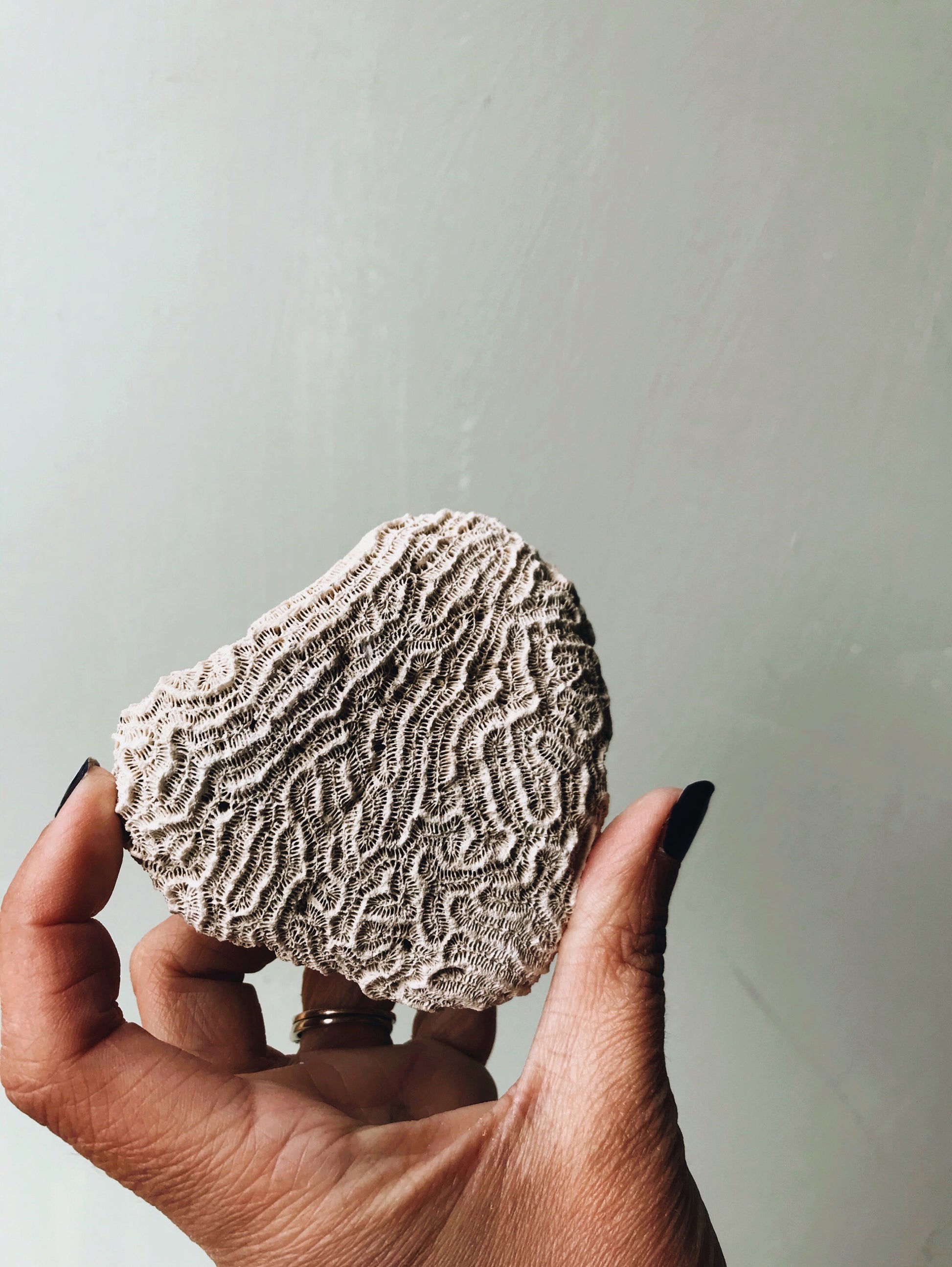 Vintage Medium Brain Coral - Stone & Sage 