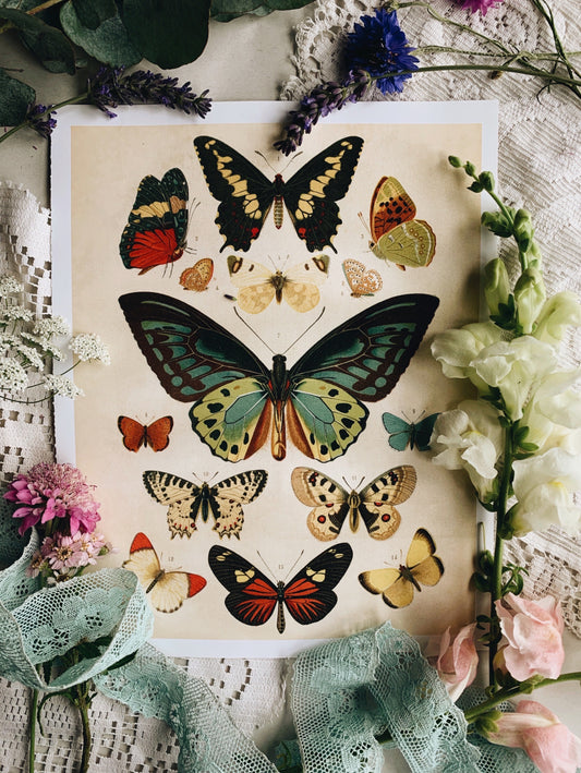 Vintage Style Butterfly Print