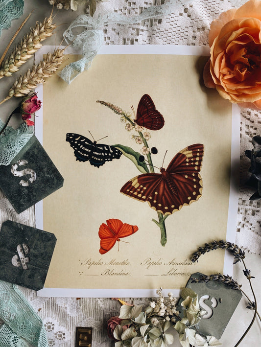 Vintage Style Butterfly Print