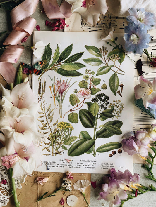 Vintage 1960’s Garden Flower Bookplate ~ Herbs
