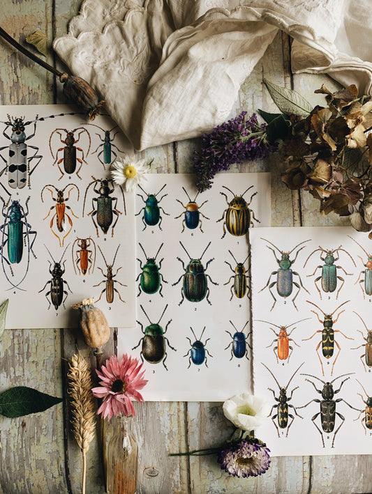 Three 1970’s Insect / Bug or Beetle Bookplates