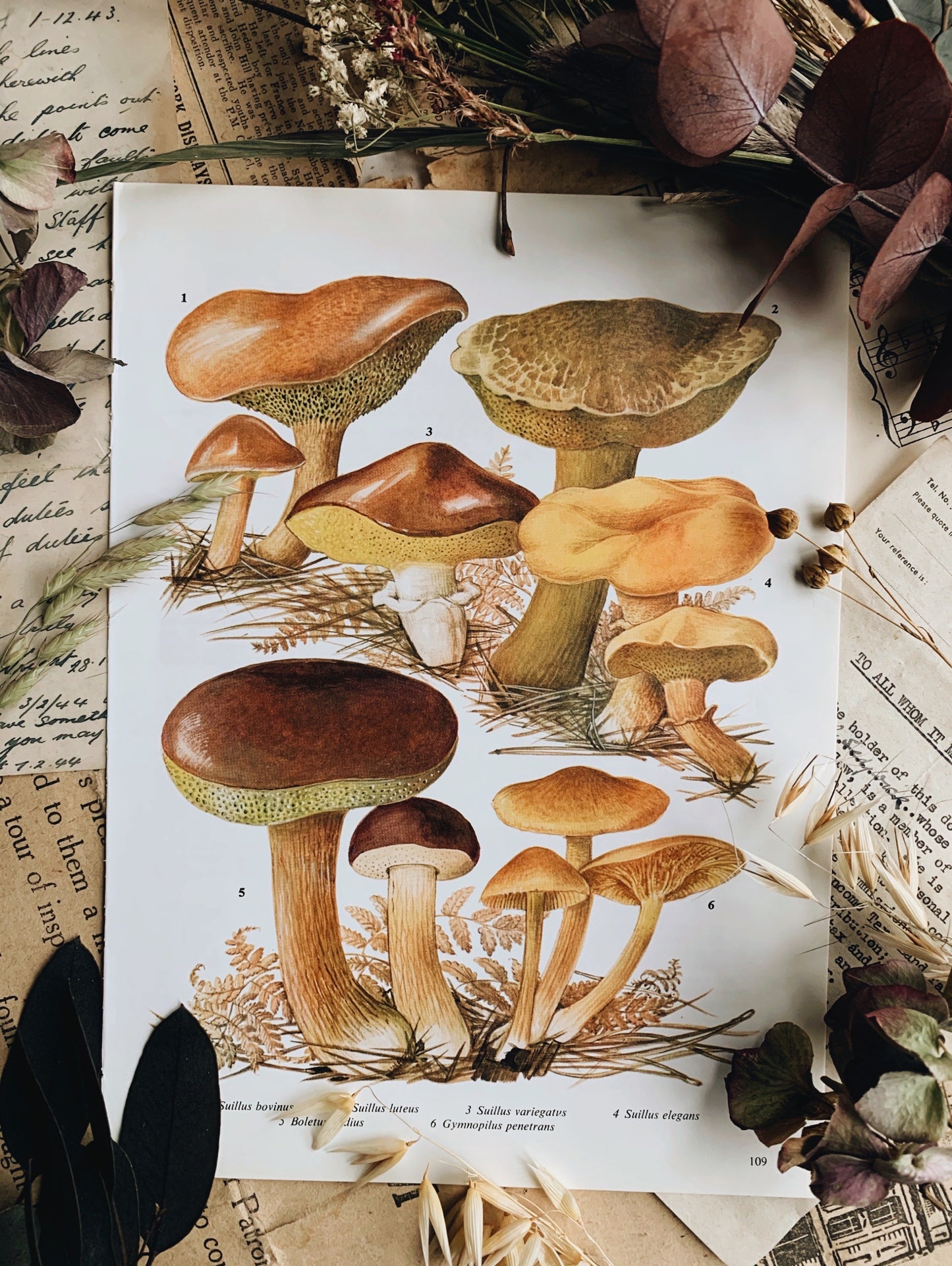 1960’S Fungi Bookplate 2