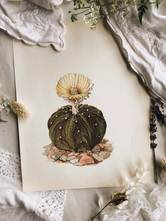 Antique Large Cacti illustration Bookplates (sold separately