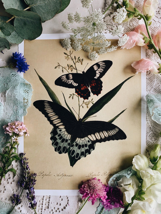 Vintage Style Butterfly Print