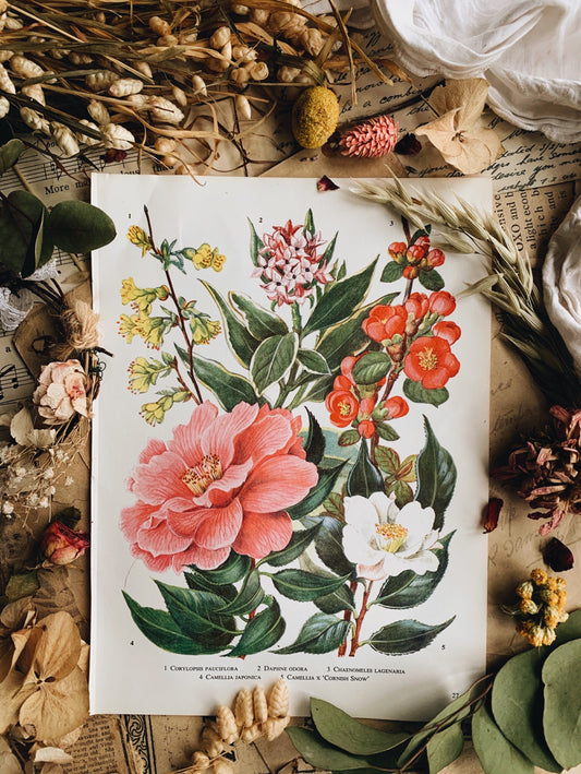 Vintage 1960’s Floral Bookplate ~ Camellia