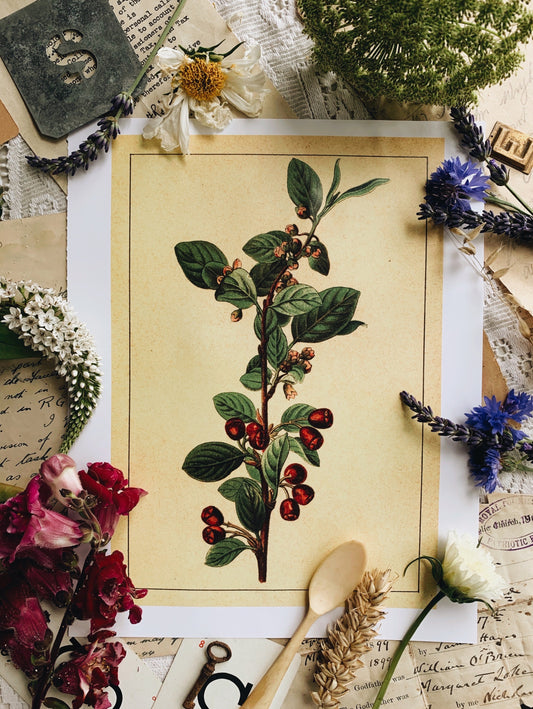 Vintage Style Botanic Print