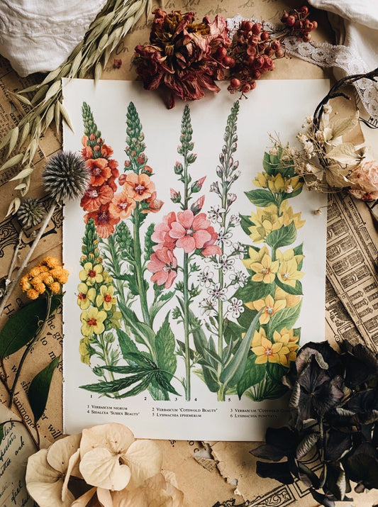 Vintage 1960’s Floral Garden Bookplate ~ Cotswold Beauty