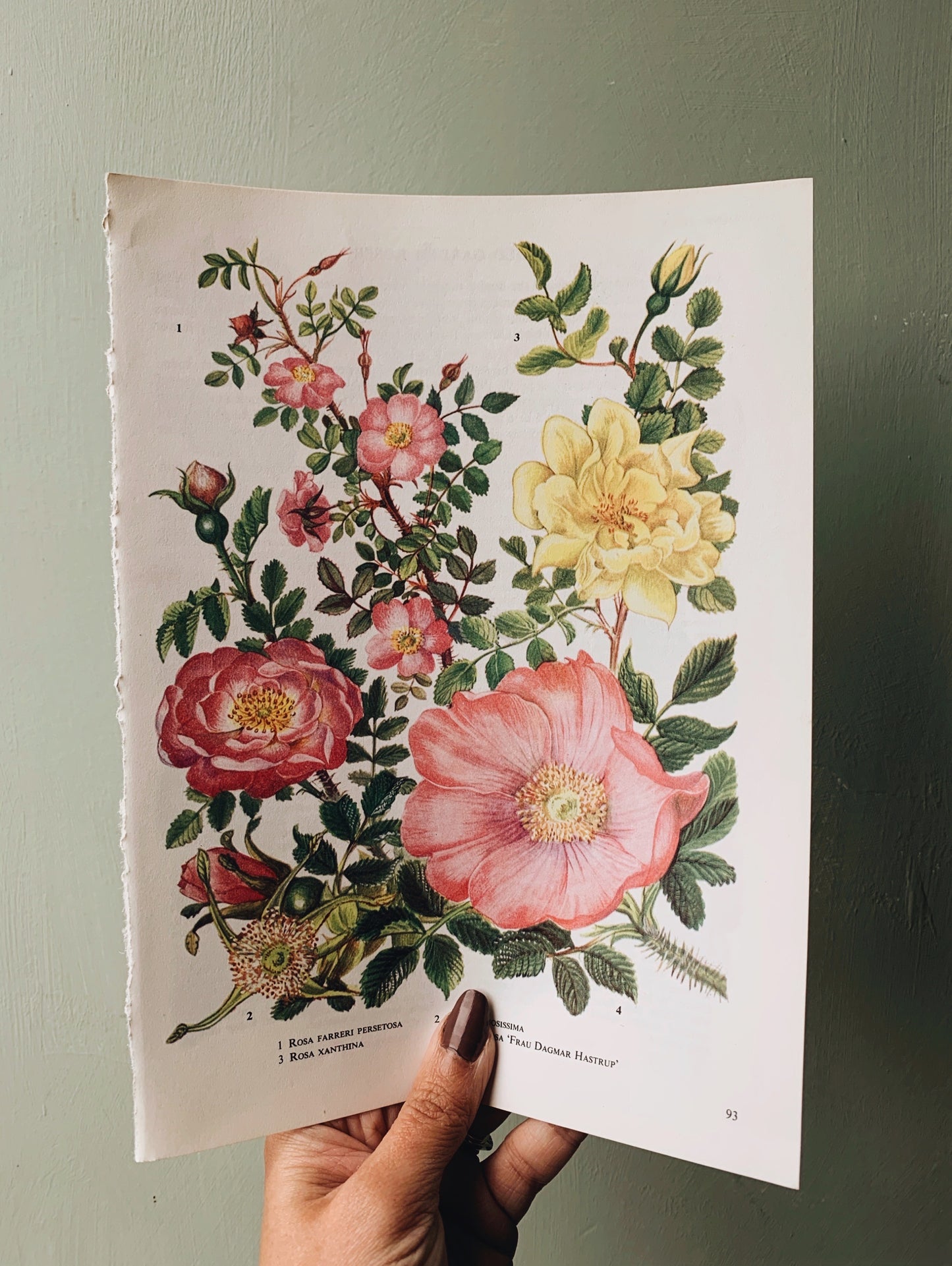 Vintage 1960’s Bookplate ~ Rose 1
