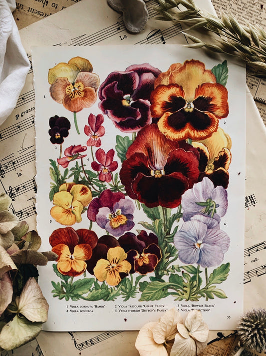 Vintage 1960’s Floral Bookplate ~ Pansy
