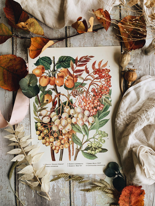 Vintage 1960’s Sorbus Bookplate