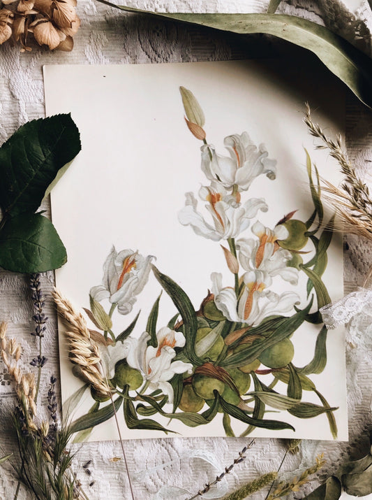 Vintage 1969’s coelogyne orchid Illustration Plate
