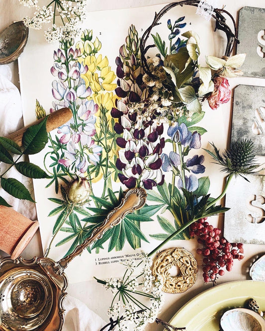 Vintage 1960’s Lupinus Plant Bookplate