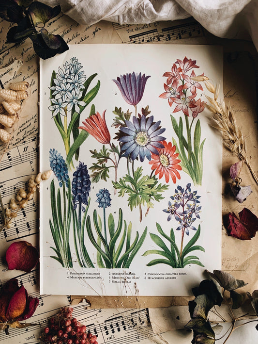 Vintage 1960’s Floral Bookplate ~ Anemone