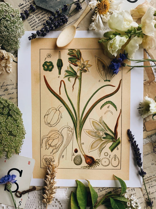 Vintage Style Botanic Print