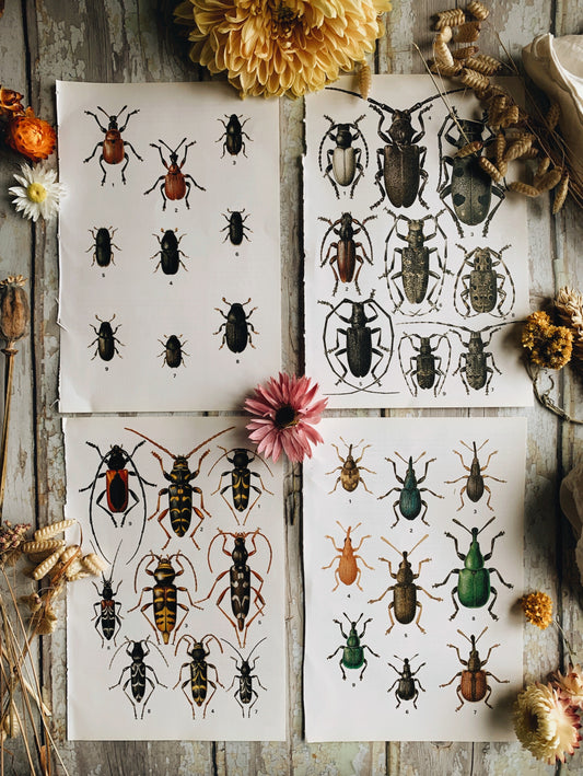 Four 1970’s Bug, Beetle & Insect Bookplates & Two 1960’s Nut Bookplates / Vintage Brass Floral Turkish Coffee Set with Tray & Cups