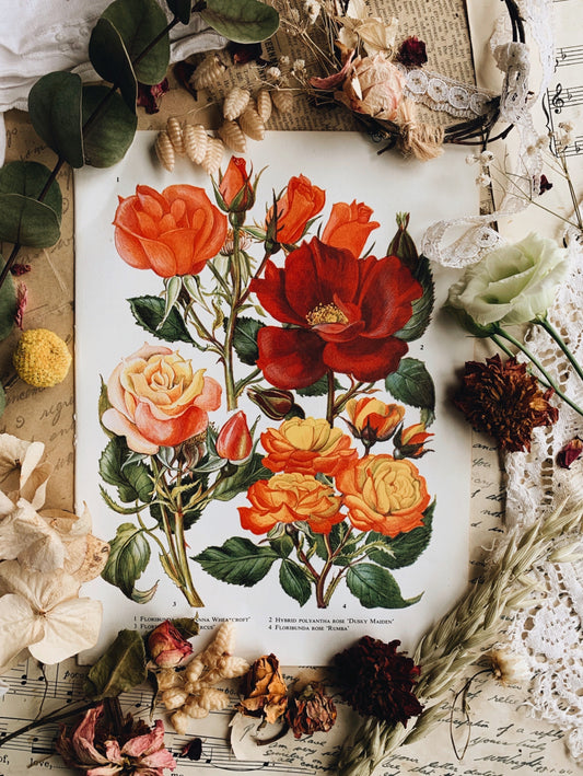 Vintage 1960’s Floral Bookplate ~ Rose