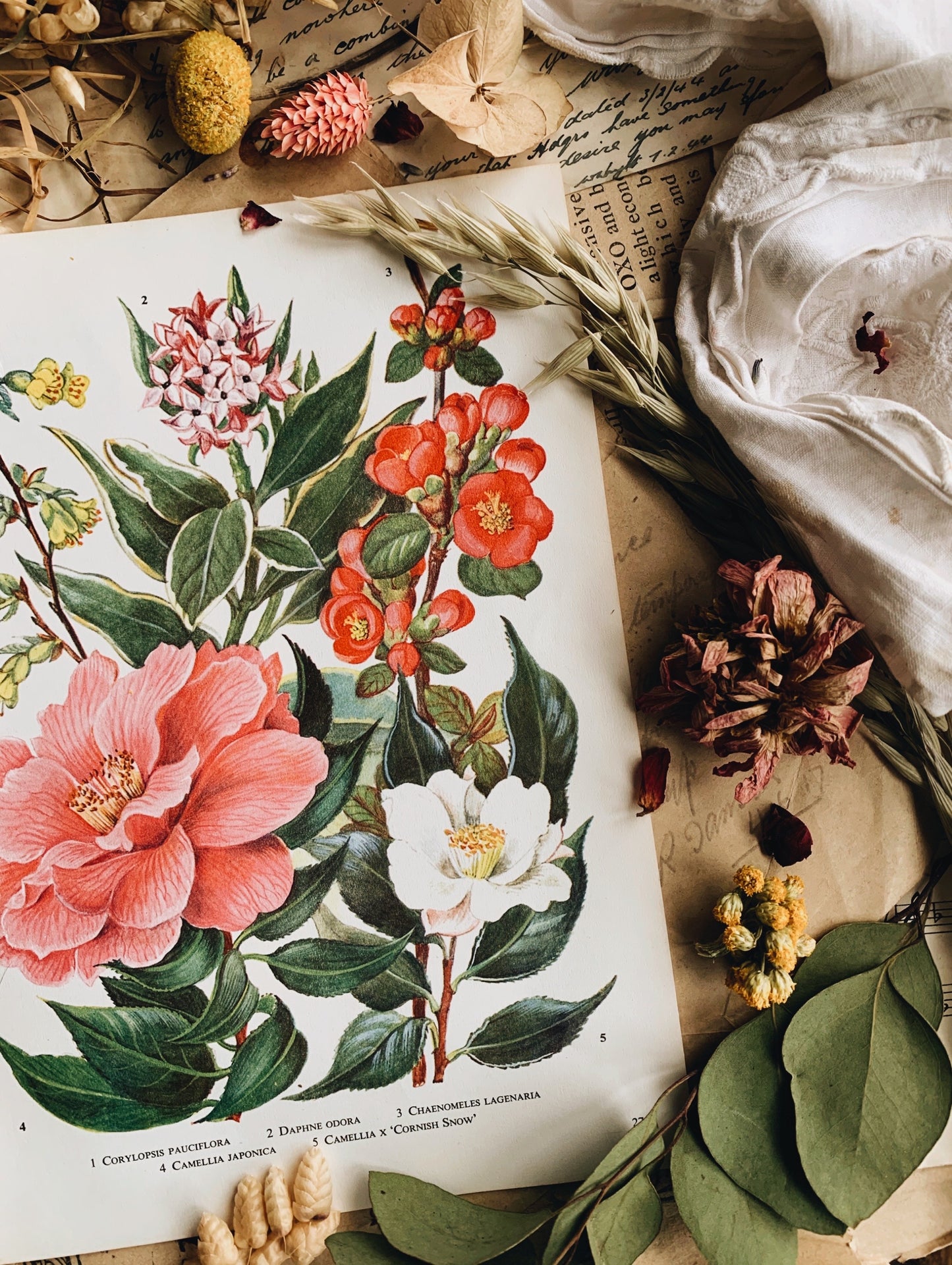 Vintage 1960’s Floral Bookplate ~ Camellia
