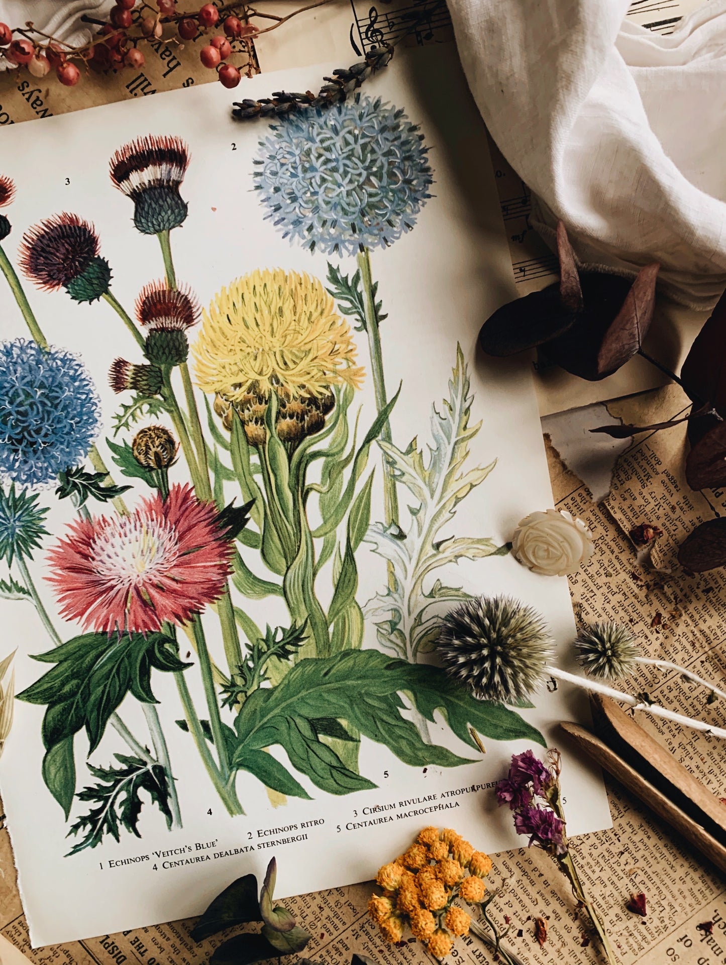 Vintage 1960’s Floral Garden Bookplate ~ Echinops