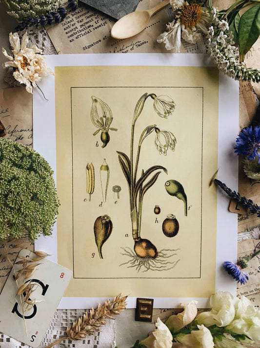 Vintage Style Botanic Print