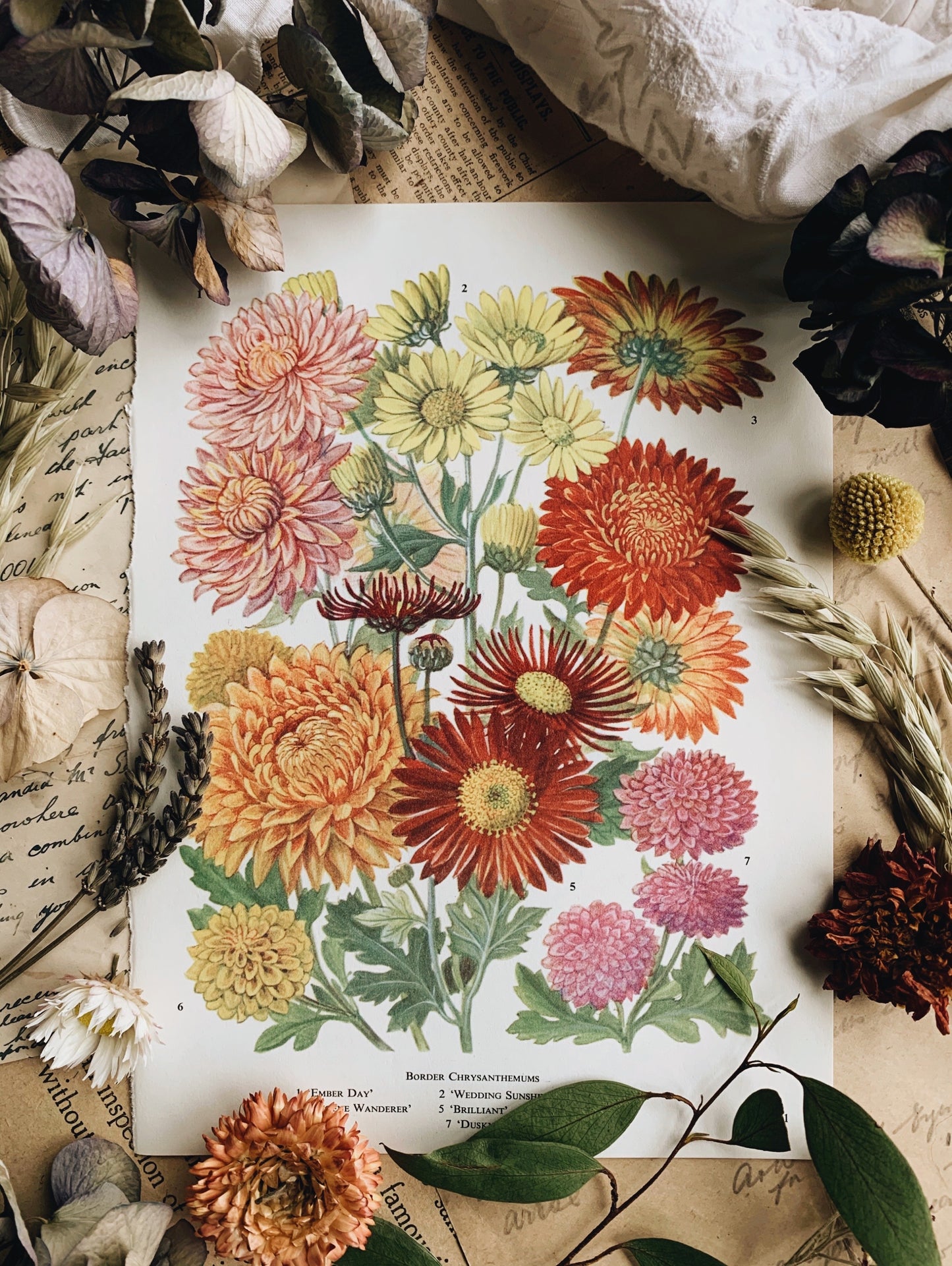 Vintage 1960’s Garden Flowers Bookplate ~ Chrysanthemum