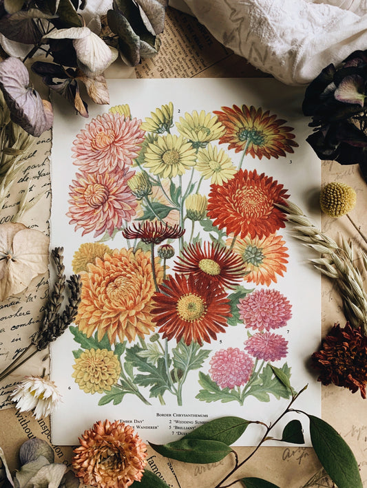 Vintage 1960’s Garden Flowers Bookplate ~ Chrysanthemum