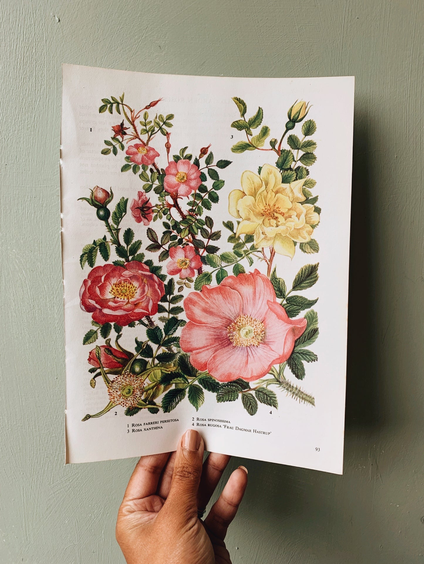 Vintage 1969’s Rosa Bookplate