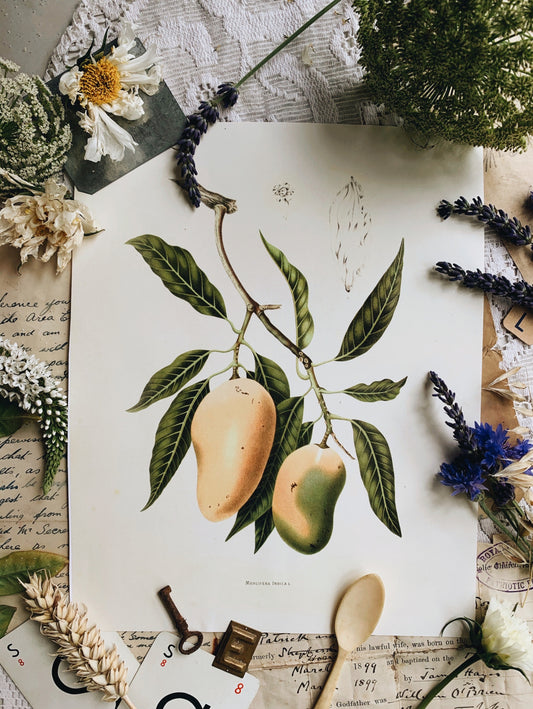 Vintage Style Botanic Print