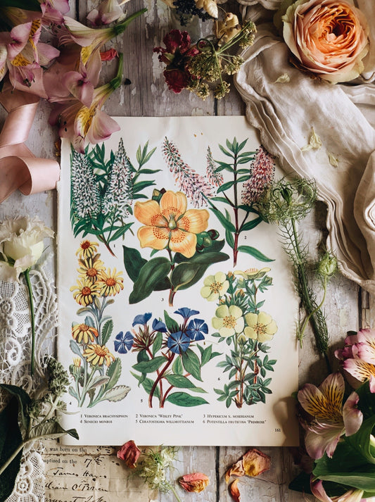 Vintage 1960’s Garden Flower Bookplate ~ primrose