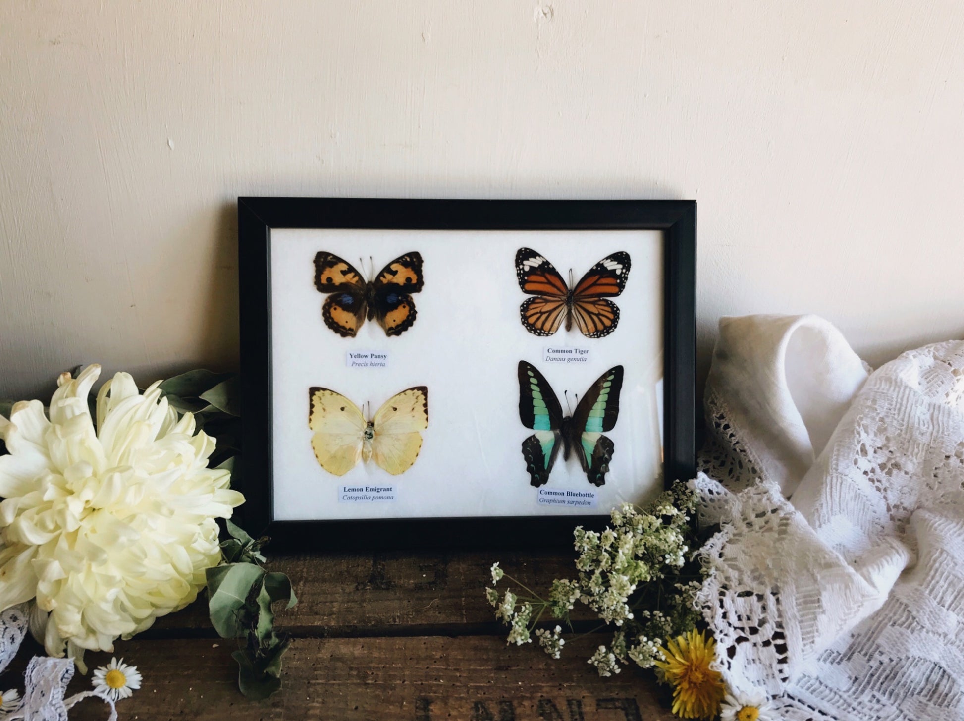 Four Taxidermy Butterflies in Frame - Stone & Sage 