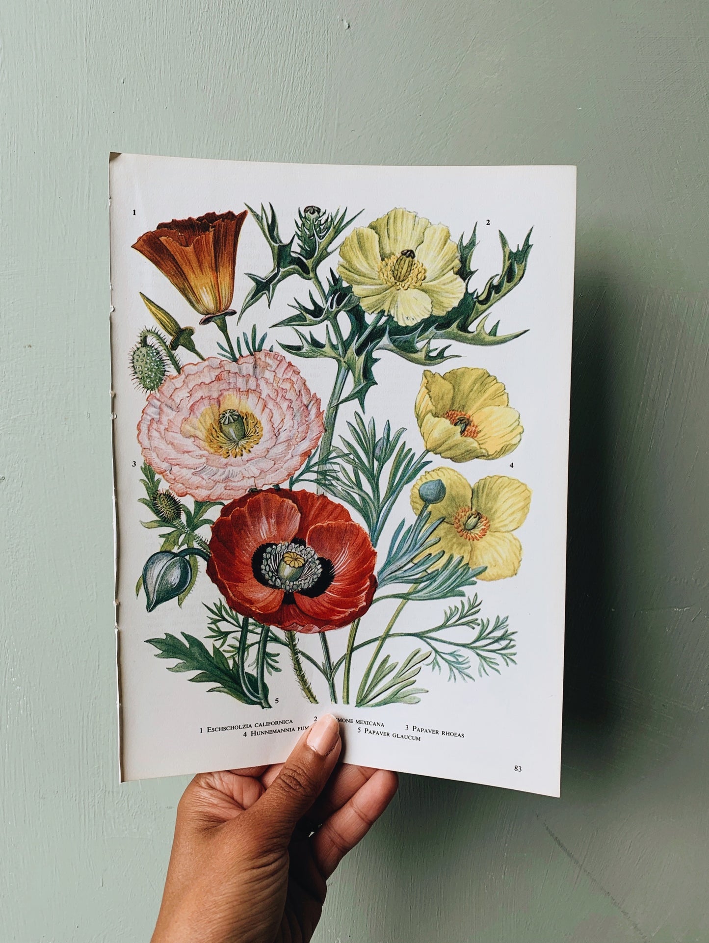 Vintage 1960’s Poppy & Floral Bookplate