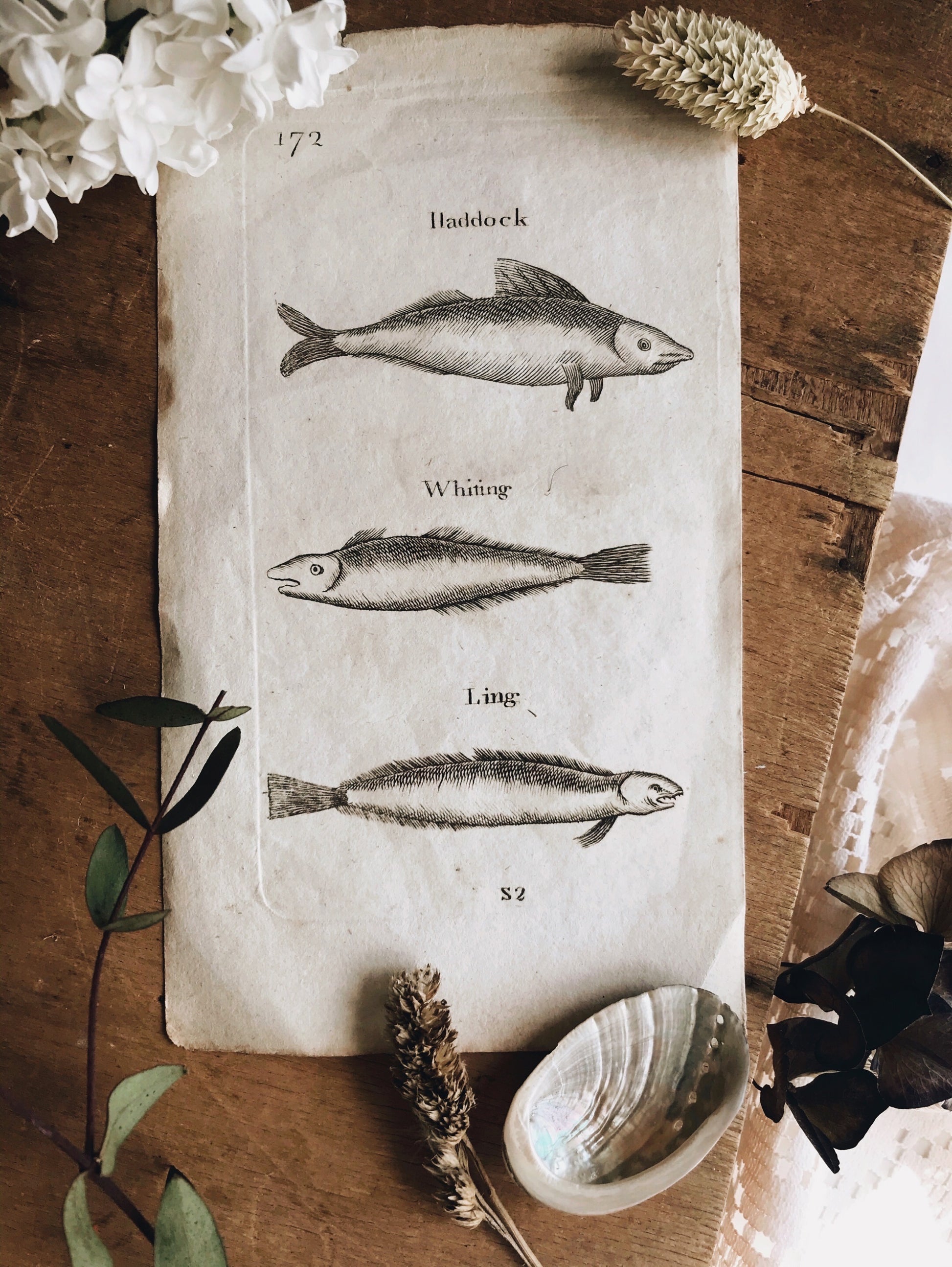 Antique Fish Etching Bookplate – Stone & Sage