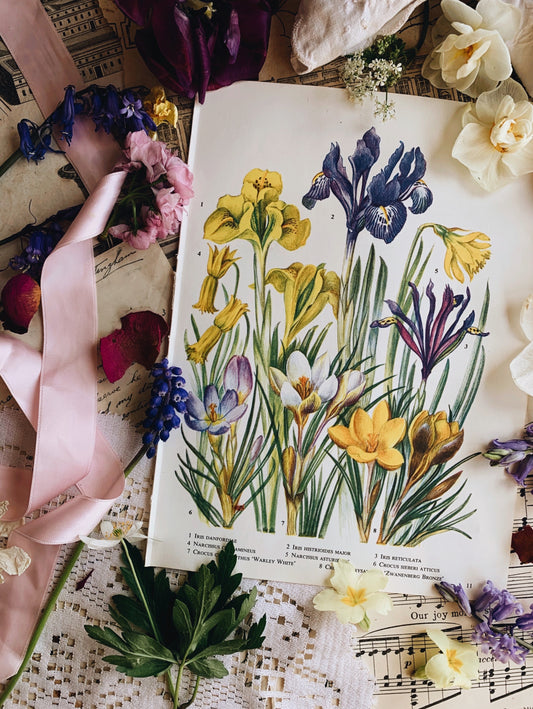 Vintage 1960’s Iris Bookplate