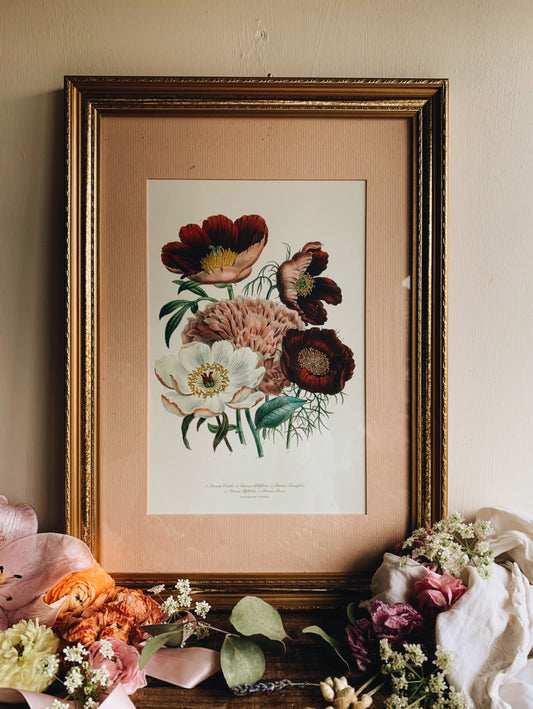 Framed Vintage Day and Haghe Lithograph Peonia (UK SHIPPING ONLY)