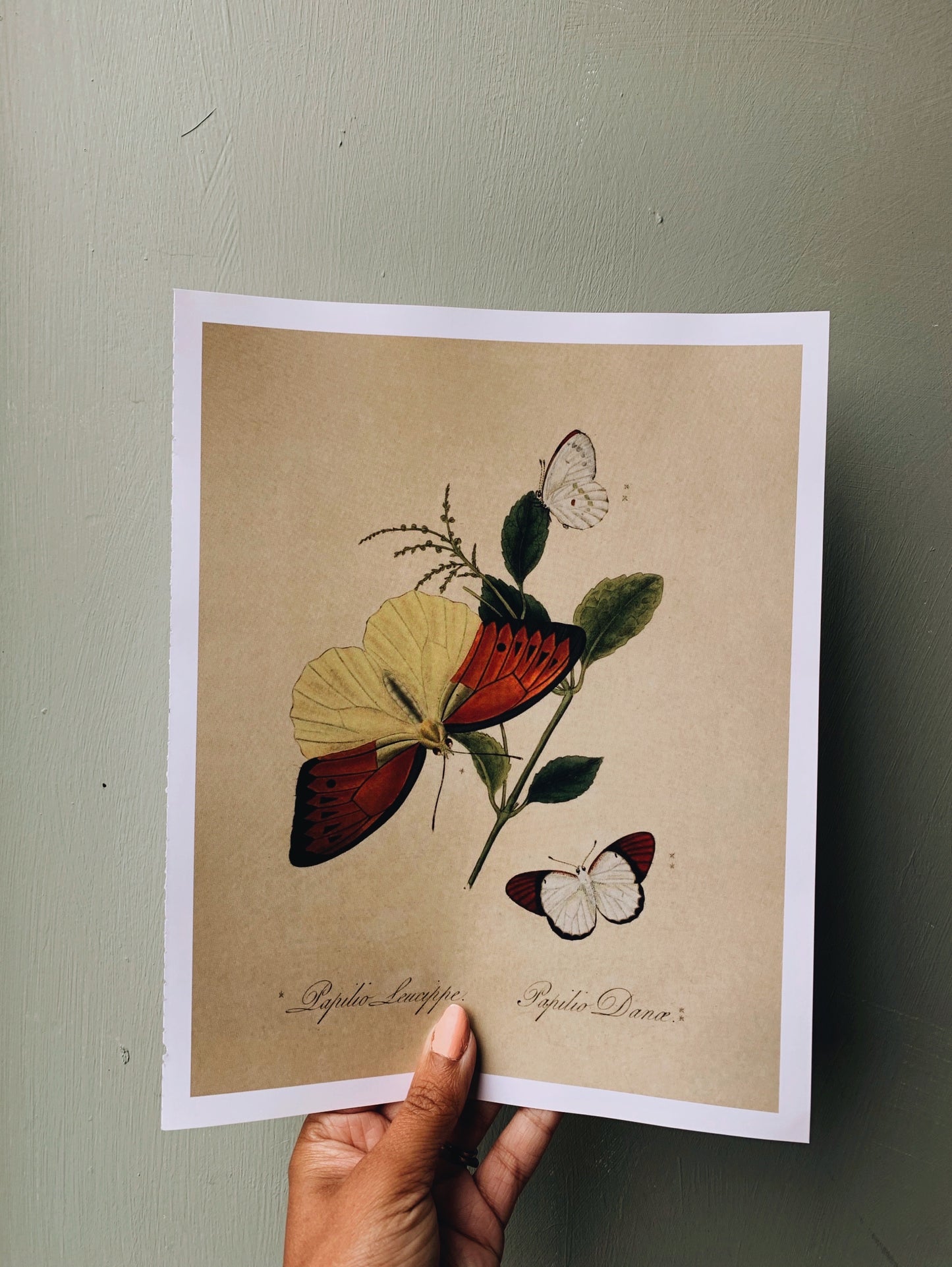 Vintage Style Butterfly Print