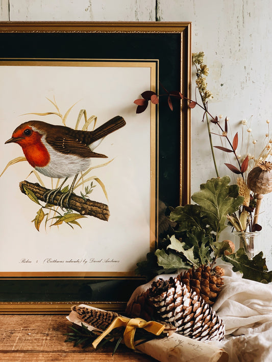 Vintage Robin Print Framed ~ Daniel Andrews (UK SHIPPING ONLY