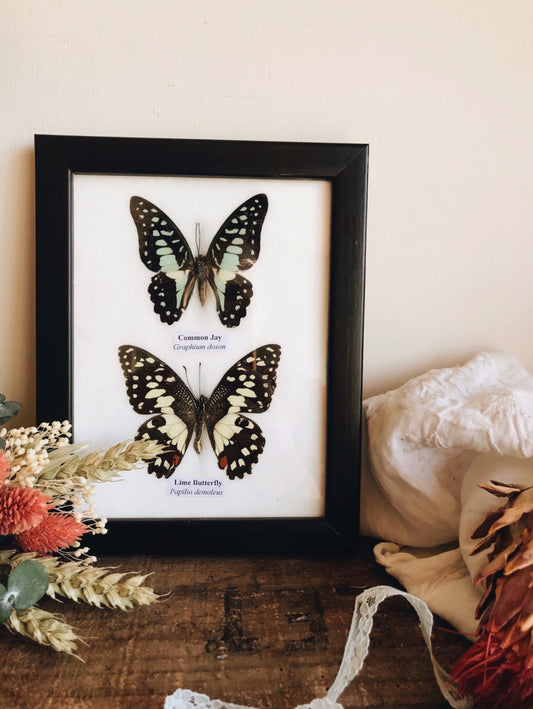 Two Taxidermy Butterflies Framed